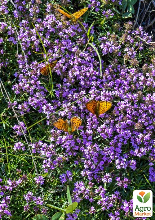 Чебрець перцевий "Piperita" (почвопокровний вічнозелений багаторічник) 1 саджанець в упаковці