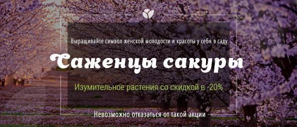Превосходная скидка на не менее превосходную сакуру! Превосходная скидка на не менее превосходную сакуру!