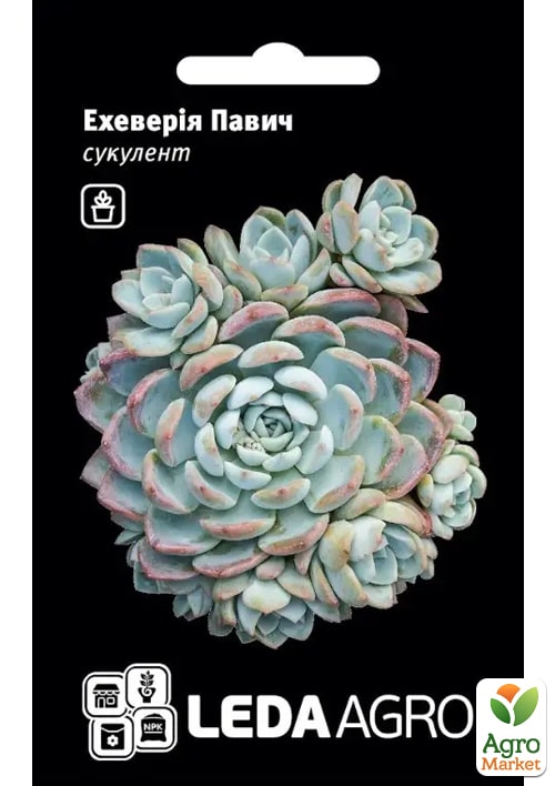 

Эхеверия Павлин ТМ Leda Agro 10шт