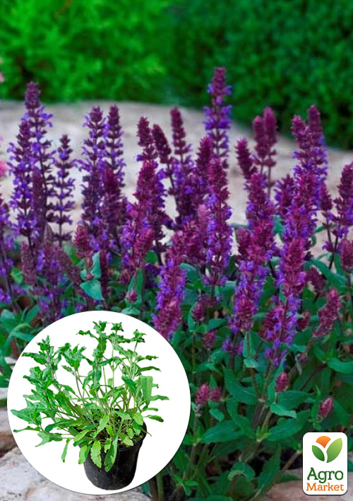 

Шалфей превосходный Merleau Blue Compact С2