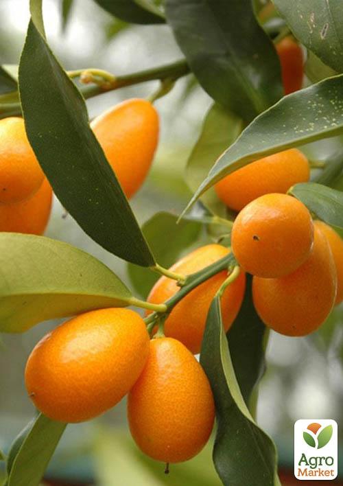 

Кинкан (кумкват)