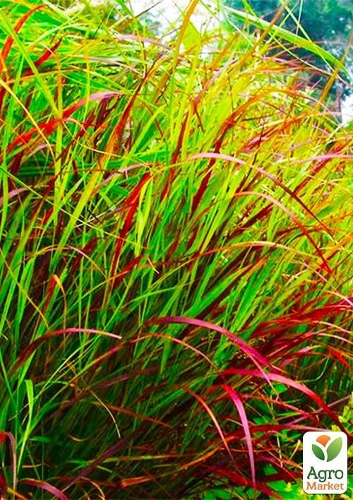 

Пеннисетум "Burgundy Bunny" (Pennisetum alopecuroides Burgundy Bunny)