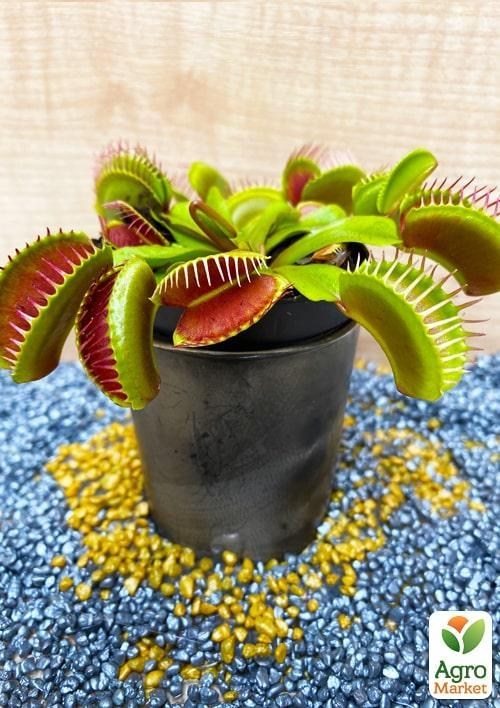 

Венерина Мухоловка (Dionaea Muscipula)