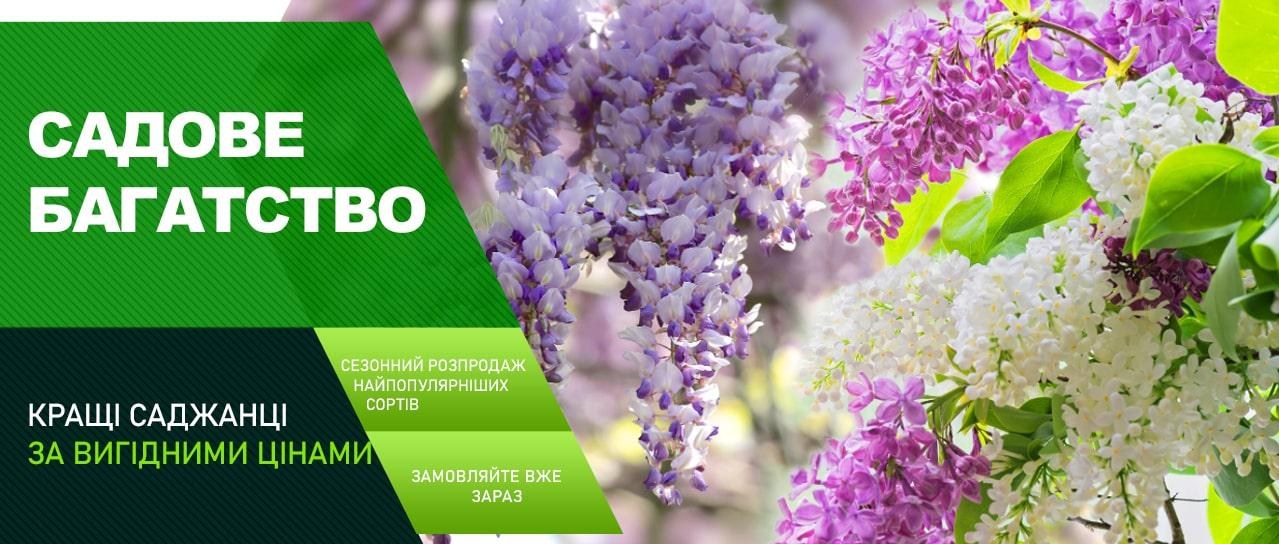Акція! Знижки на найпопулярніші саджанці Акція! Знижки на найпопулярніші саджанці