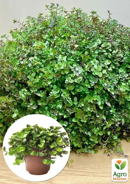 

Каллизия ползучая Repens Green