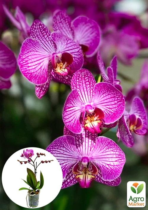 Орхидея Мини (Phalaenopsis) "Tiger" 1 саженец в упаковке (комнатный) Нидерланды