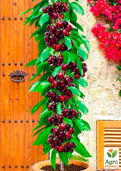 

Черешня колоновидная Восторг