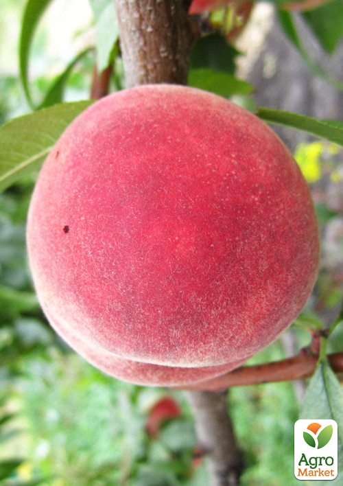 

Персик Ред Мун (літній сорт, середній термін дозрівання)