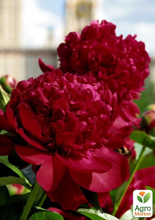 

Півонія трав'яниста Ruth Clay (Рут Клей) 1шт в упаковці