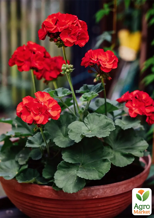 

Пеларгония Буллз Ай F1 scarlet ТМ Профессиональные семена 50шт