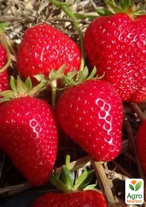 

Клубника Ирма (Irma) 5шт (ремонтантный, засухоустойчивый сорт)