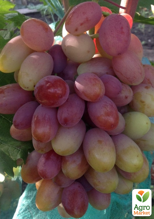 

Виноград Катруся Каховская(сверхранний срок созревания, сочная, сладкая ягода)