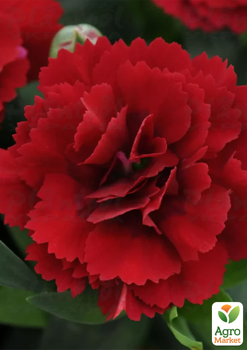 

Гвоздика Махровая Oscar Dark Red