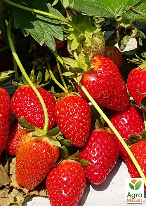 

Клубника Квики (Quicky) (крупноплодный сорт, ранний срок созревания, ягоды очень транспортабельны)