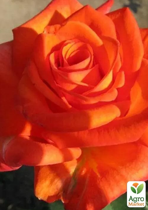 

Роза чайно-гибридная Луи де Фюнес(саженец класса АА+) высший сорт