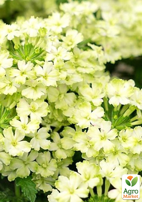 Вербена ампельна "Vanessa Compact Lime" 1 саджанець в упаковці