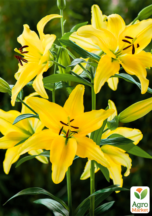 

Лилия комнатная Yellow Power высота 30-40см