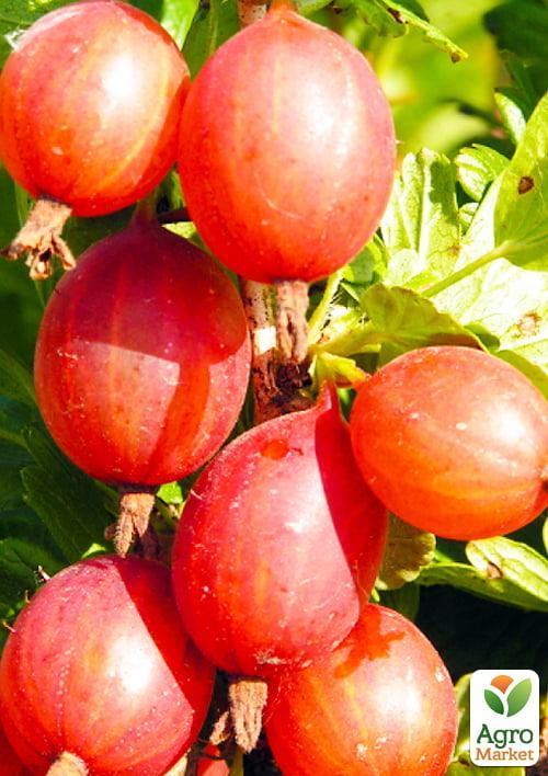 

Агрус Машека (середній термін дозрівання, висока стійкість до шкідників і хвороб)