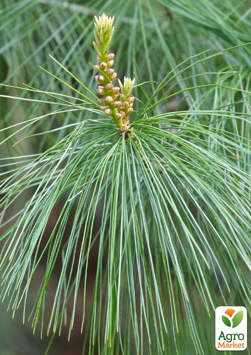 

Сосна 3-х летняя Кедровая Арманда (Pinus Armandii) C3, высота 55-75см