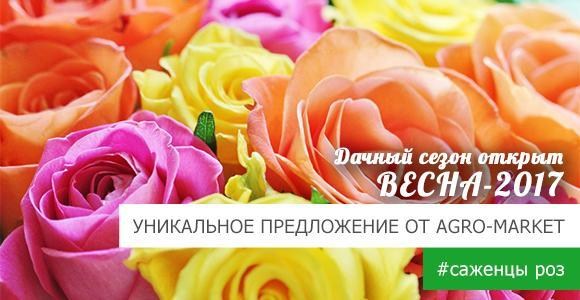Получайте саженец прекрасной розы в ПОДАРОК Получайте саженец прекрасной розы в ПОДАРОК