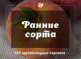 Ранні сорти персика - корисні статті про садівництво від Agro-Market