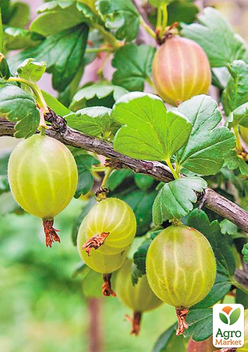 

Аґрус Княжич (середній термін дозрівання)
