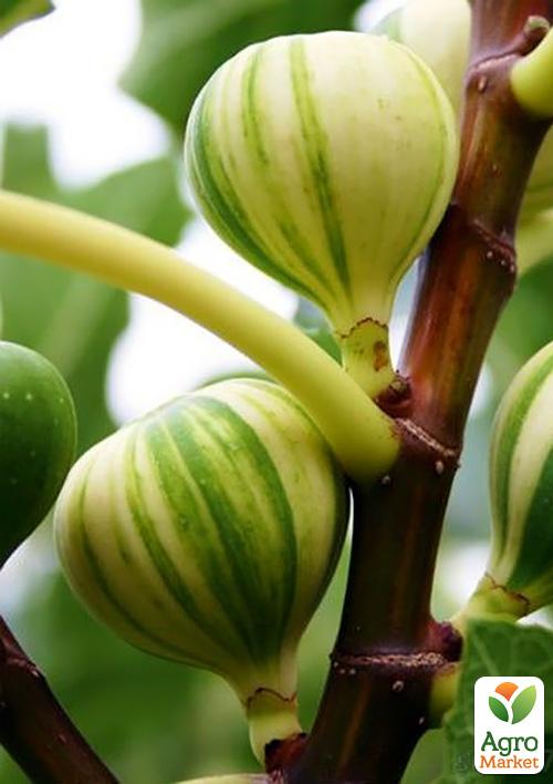 

Інжир смугастий Панч (Panache)