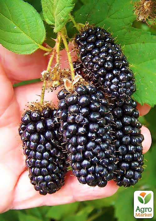 

Ожина рання великоплідна Карака Блек (Karaka Black®)