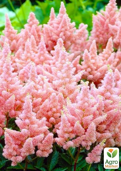 

Астильба Sister Theresa 1шт