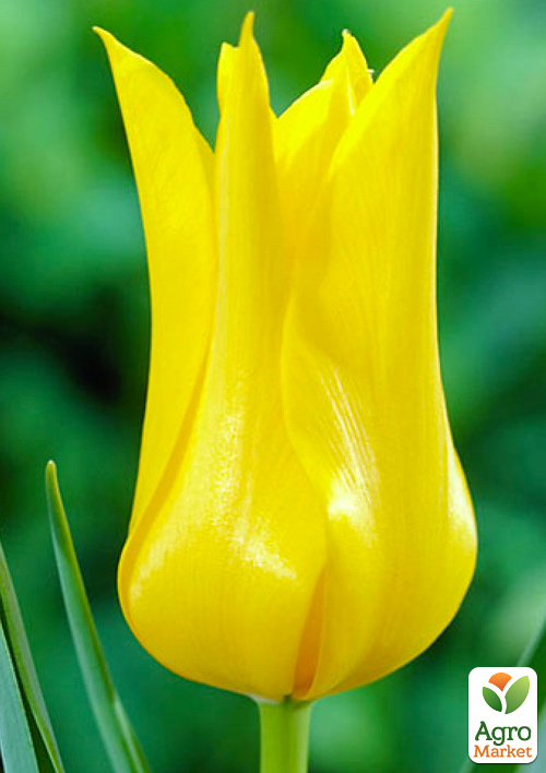 

Тюльпан Flashback (лилиецветный)