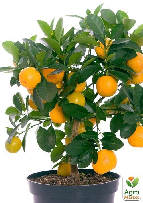 

Мандарин Уншиу