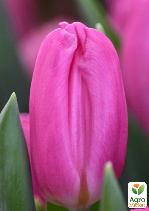 

Тюльпан Pink Flag