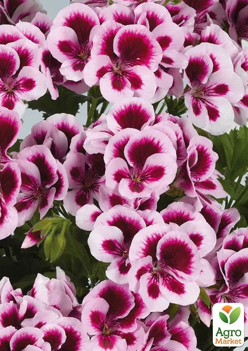 

Пеларгония Королевская Candy Flowers Bicolor (контейнер № 10, высота 10-20 см)