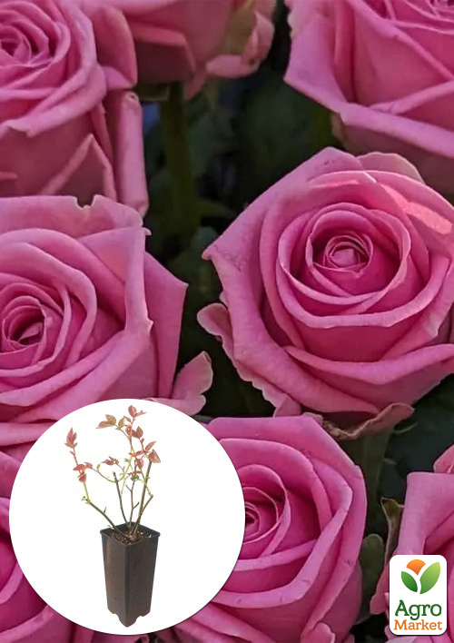 

Роза чайно-гибридная Aqua в контейнере, высший сорт