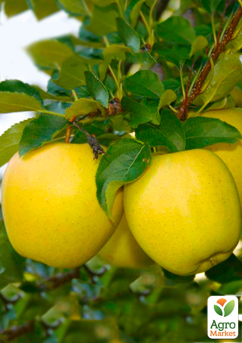 

Яблуня Голд Раш (зимовий сорт, пізній термін дозрівання)