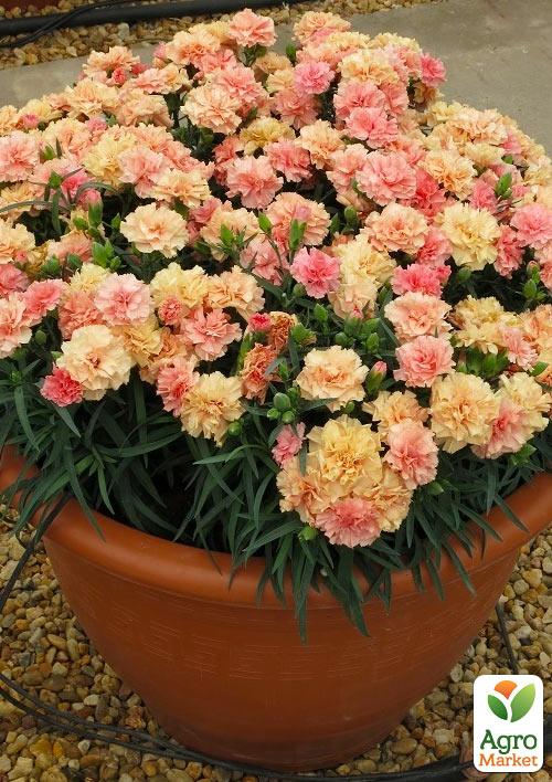 

Гвоздика Махровая Dinamic Apricot (контейнер № 10, высота 10 см)