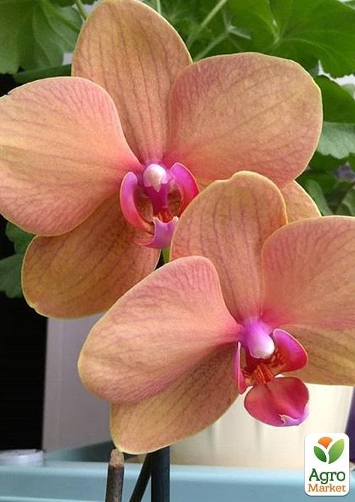 Орхидея (Phalaenopsis) "Apricot" 1 саженец в упаковке (комнатный) Нидерланды
