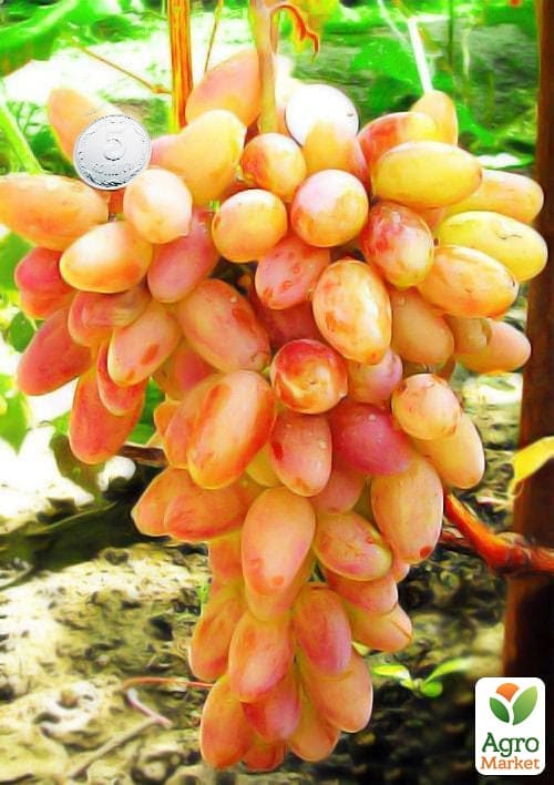 

Виноград Преображение (ранний срок созревания)