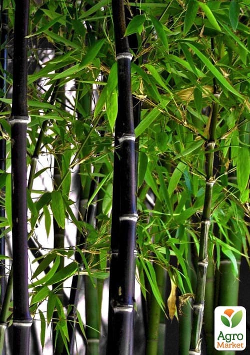 

Бамбук Phyllostachys Nigra С3, высота 40-60см