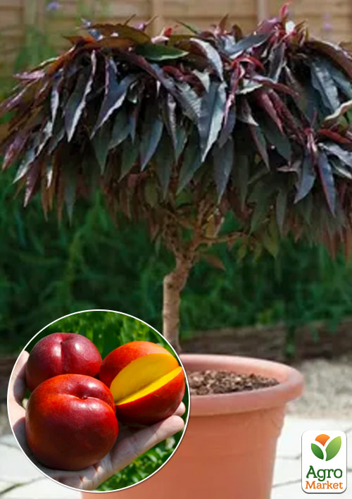 

Нектарин колоновидний червонолистний Бургунді 1 саджанець в упаковці