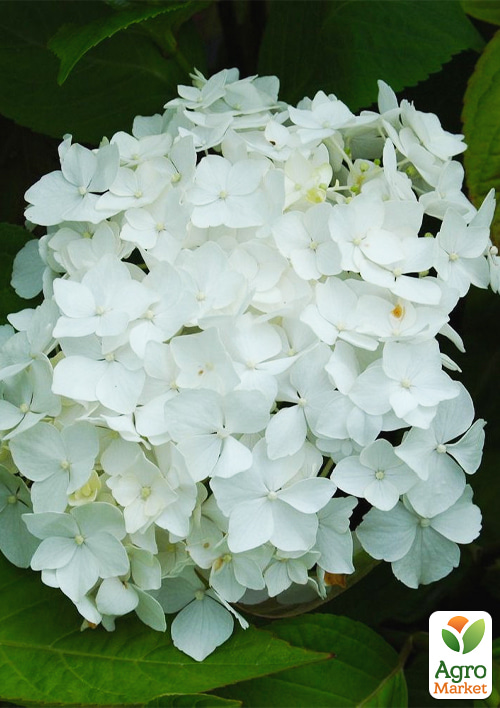 

Ексклюзив! Гортензія крупнолиста біла «Крижаний дотик» (Ice touch) (компактний сорт)