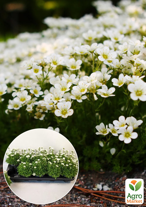 

LMTD Камнеломка цветущий ковер Marto White