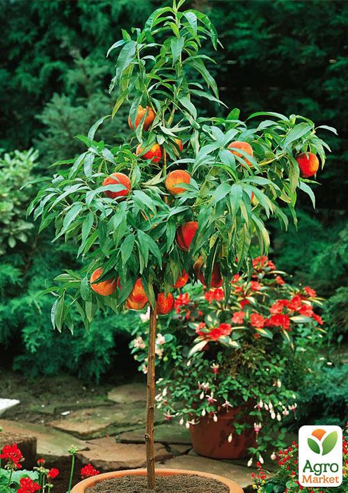 

Эксклюзив! Персик колоновидный желтый с темно-красным румянцем Успешный Джош (Successful Josh) (премиальный высокоурожайный среднеспелый сорт)