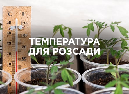 Температура для розсади: як створити ідеальні умови | Agro-market