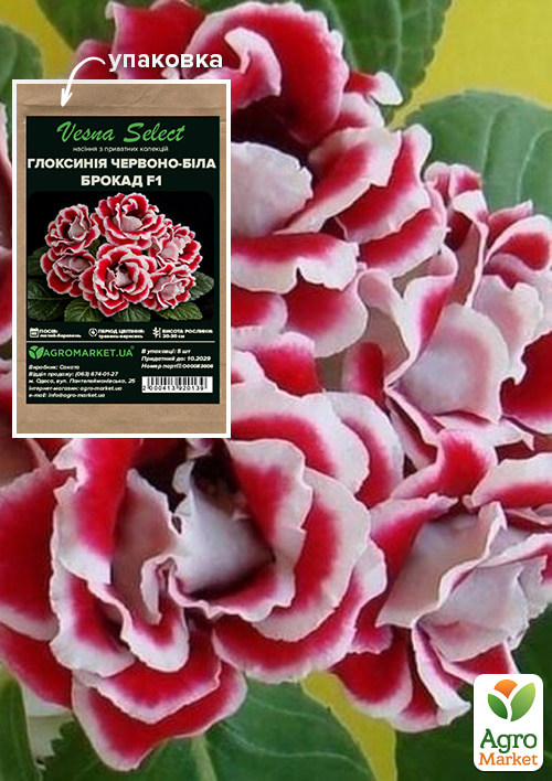 

Глоксиния Брокад F1 красно-белая ТМ Vesna Select 5шт