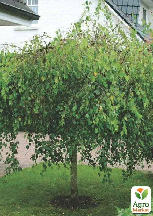 

Береза повисла Youngii С5 висота 60-100см