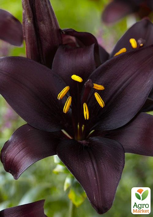 

Лилия Blacklist