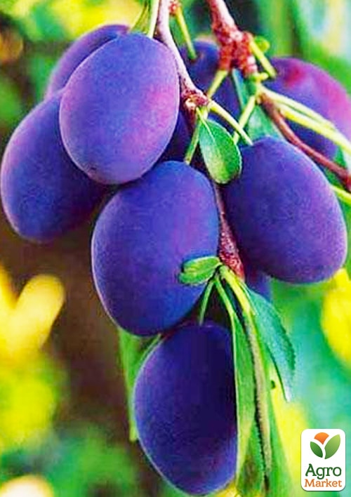 

Слива Любимица Султана (летний сорт, средний срок созревания)