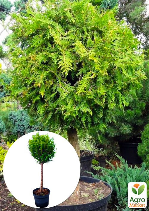 LMTD Туя на штамбі 3-х річна "Brabant" (40-60см) з Нідерландів 1 саджанець в упаковці