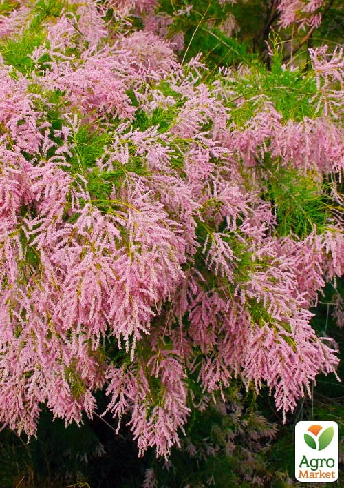 

Тамарикс ветвистый Pink Cascade